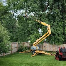 How Our Tree Care Process Works  in  Cedar Knolls, NJ